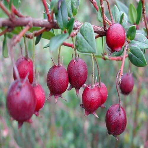 60pcs Red Chilean Guava Fruit Seeds