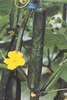 Amazon.com : Tasty King Hybrid Cucumber Seeds - burpless, 10