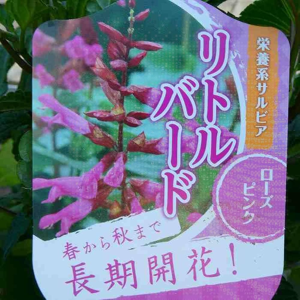 栄養系サルビア　ローマンレッドとリトルバードおしゃれな4寸鉢ごと2個 苗　植物 61pW2+3kroL._UF350,350_QL80_.jpg