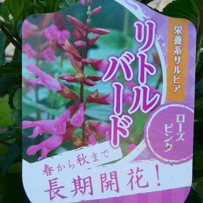 Amazon | 栄養系サルビア リトルバード ローズピンク 3.5号