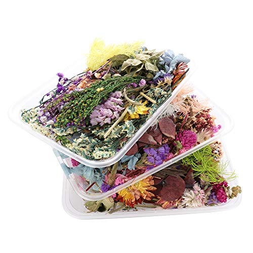 Gonetre Kit de Flores Secas para Manualidades miniatura 5