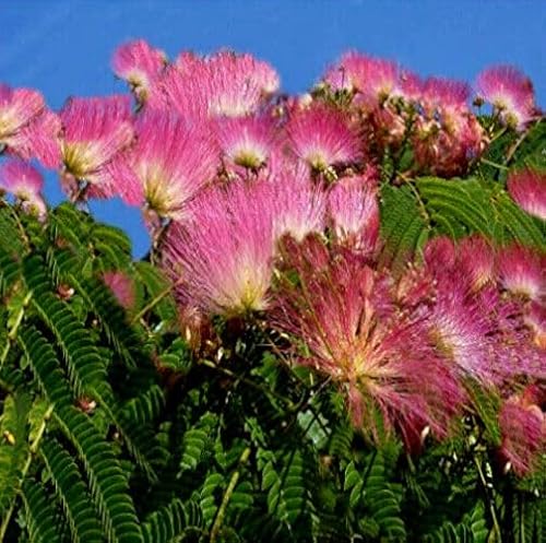 10 Seeds Rain Tree Seeds Monkey Pod | Albizia Saman Tropical Flower Bonsai Plant Rare