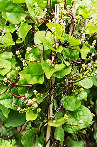 Red Malabar Spinach - Basella rubra Vegetable Seeds, Also Known as Ceylon Spinach Home Garden Planting by Heavy Torch, 30 Seeds