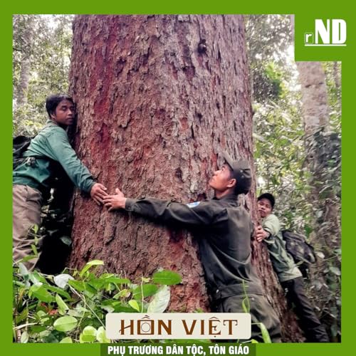 Ti&ecirc;u điểm: C&aacute;ch y&ecirc;u rừng của đồng b&agrave;o Cơ Tu ở Quảng Nam