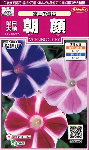 アサガオ 朝顔 種まきの良い時期は４月下旬 梅雨に蒔くのは微妙です 生活情報しぼりたて