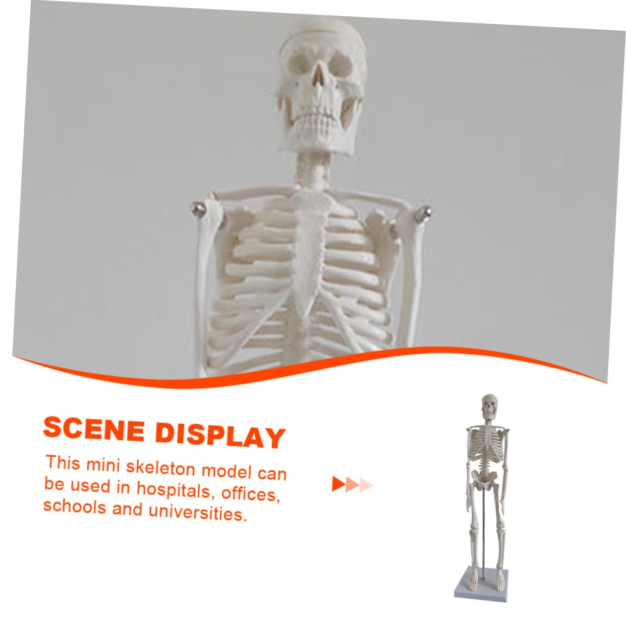 Human Skeleton Modell aus PVC Bewegliche Arme Anatomisches Skelett für Medizinische Lehre Wissenschaftliche Studien und Unterricht Stabiler Stand für Klassenzimmer und Studium