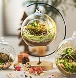 15-Piece Terrarium Kit with Live Moss β DIY Glass Globe Set with Tools, Soil, Stones & Spray Bottle β Indoor Mini Garden Gift for Plant Lovers, Home Decor & Zen Craft