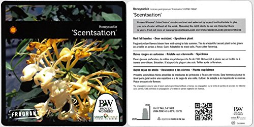 1 Gal. Scentsation Honeysuckle (Lonicera) Live Shrub, Yellow Flowers And Red Berries #TOP7