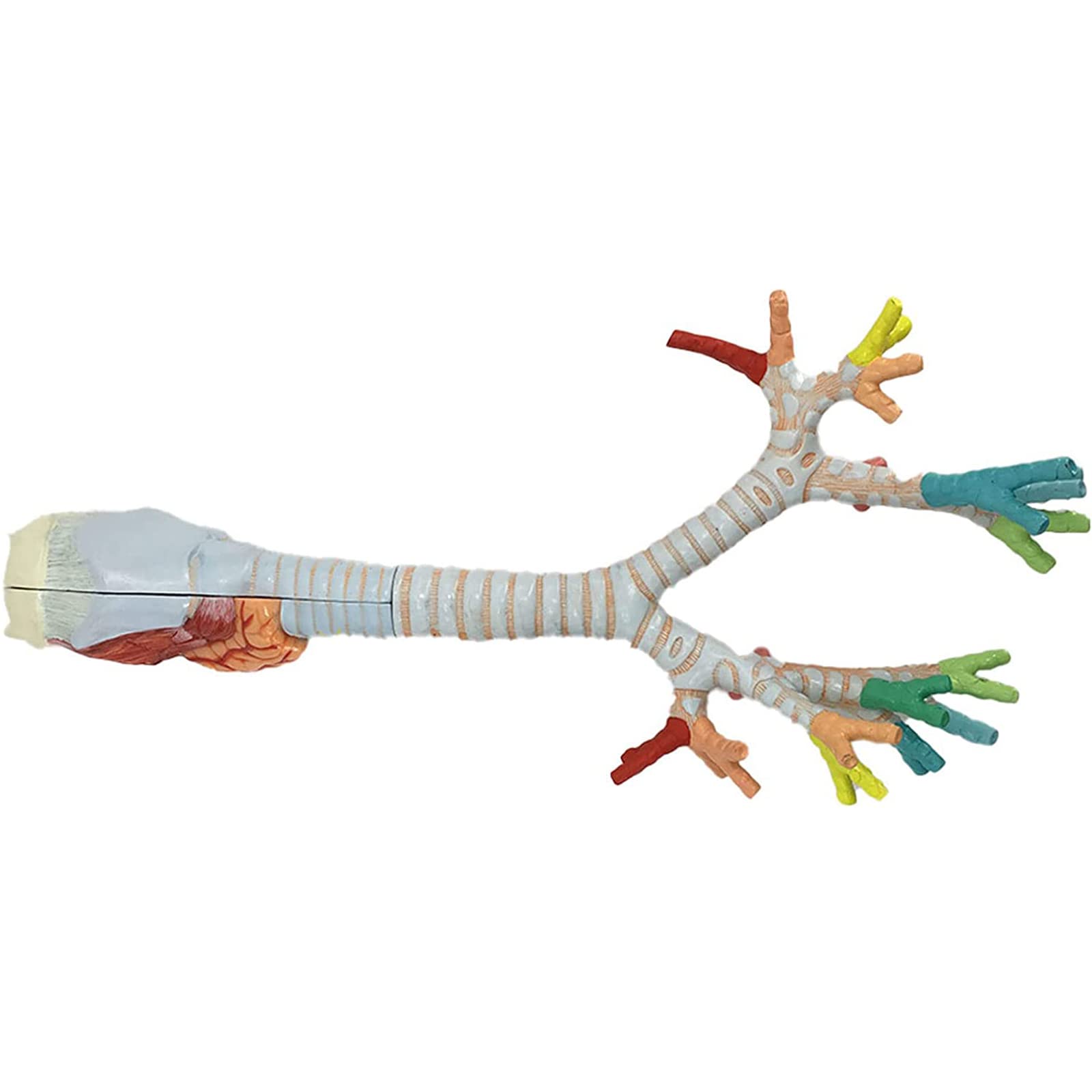 Larynx Bronchial Lung Anatomy Human Anatomy Human Larynx Tracheobronchial Tree Model Laryngoscope Presentation for Medical Education解剖模型 product thumbnail 7