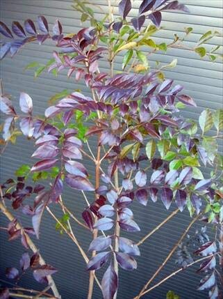 Amazon | シマトネリコ 株立ち 140 常緑樹 | 植木