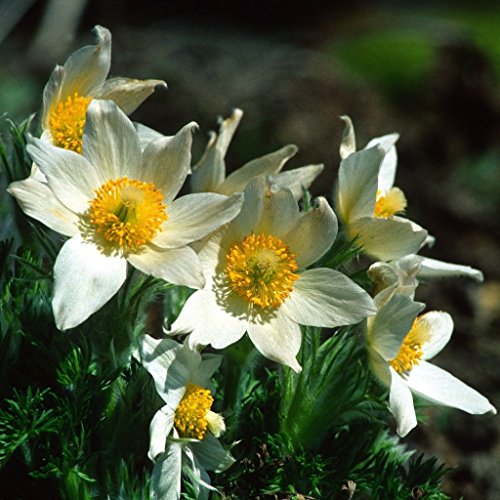 Palm Beach Medicinal Herbs - Pasque Flower (Anemone Pulsatilla) -