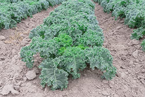 500+ Kale Seeds - Vates Blue Curled Scotch - Heirloom Non-GMO USA Grown Vegetable Seeds for Planting - by RDR Seeds