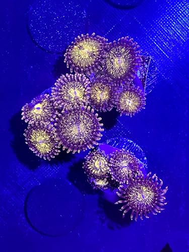 Tofu's Tanks - Pink & Gold Palythoa Zoanthid Live Coral Frag, 7/8 inch, Reef Tank Aquarium Soft...