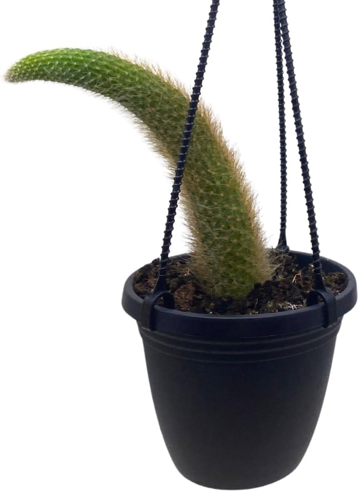 BubbleBlooms Monkey Tail Cactus in a 4 inch Hanging Basket