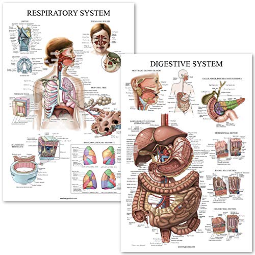 Palace Learning Digestive System & Respiratory System Anatomy Posters - Laminated 2 Chart Set - 18" x 24" (Digestive/Respiratory)