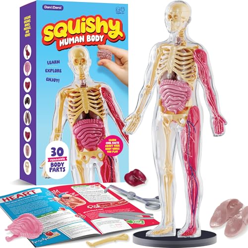 Human Anatomy Squishy Body Model - Science Kits for Kids Ages 4-8 - STEM Toys for 4 5 6 7 8 Year Old Boy Birthday Gift - Learning Educational Toys for Ages 5-7 Boys Gifts - Skeleton Parts