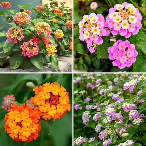 CarpetC 199+ Lantana Seeds for Planting Evergreen Perennial Shrub Lantana Camara Drought Tolerant Long-Blooming Flowers for Garden Borders and Home Hanging Baskets