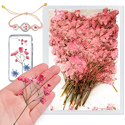 42 flores secas rosas prensadas Babysbreath Gypsophila miniatura 1