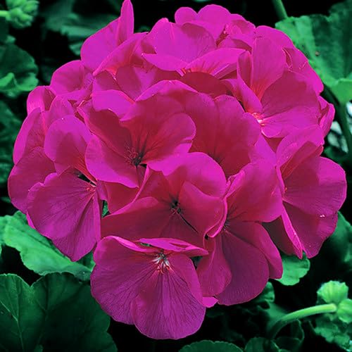 Plant World Seeds - Geranium 'Maverick Violet' Seeds (Annual Flower Seeds)