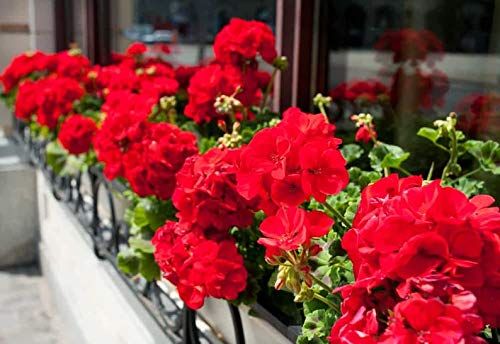 Ultrey Seed House - Rare Hanging Geranium Seeds Giant Pelargonium Balcony Flowers Seeds Bonsai Potted Plant sea of Flowers for Garden Balcony/Terrace