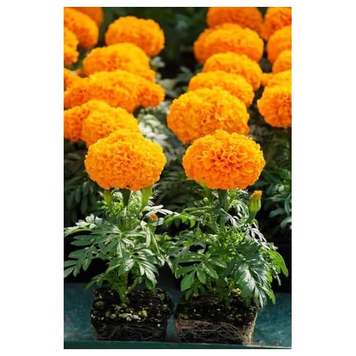4-Pack African Marigold Live Plants