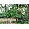 Bulk Herbs: Sassafras Leaf