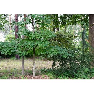Bulk Herbs: Sassafras Leaf