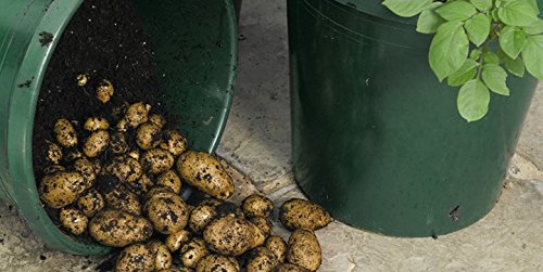 Simply Seed™ - Kennebec Potatoes - 5 LBS -No GMO - American Grown - Ready to Grow