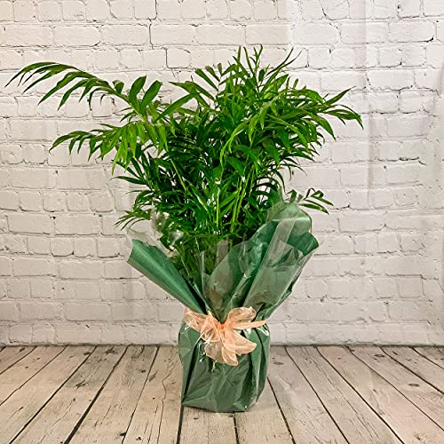 All Occasions, Indoor Palm Tree, Soft Palm Plant 100cm Bedroom, Kitchen and Living Room, Perfect for Clean Air, Delivered Next Day Prime