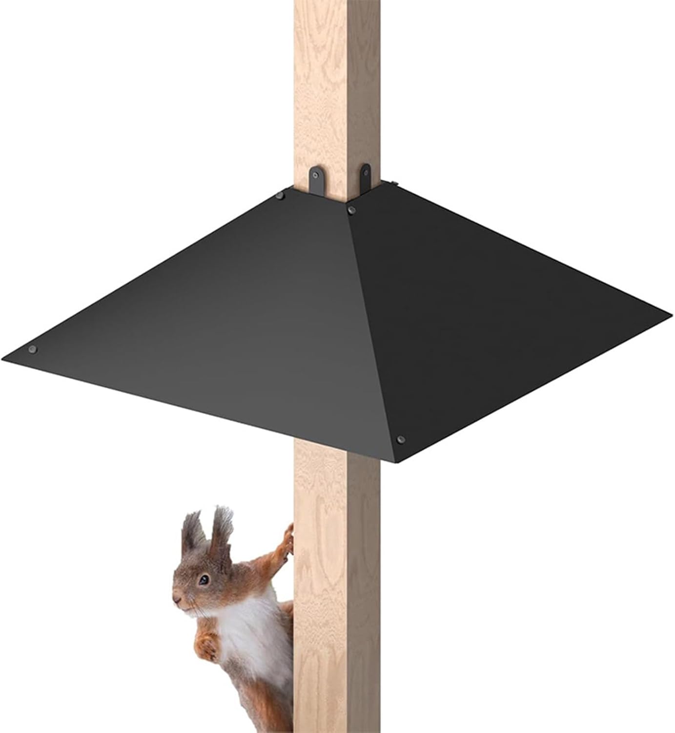 Squirrels Hoods Bezel Bird Feeders Hangers For Outside Black Squirrels Baffle Birdfeeder Bird Feeders For Outside Practical