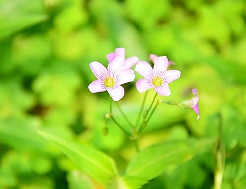 Miniatura 6 de Bulbos de trébol verde, 15 bulbos Oxalis de la suerte para plantar, fáciles de cultivar en interiores fuera de la elección del jardinero novato