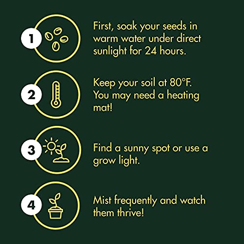 Cactus Succulent Seed Starter Kit - Indoor Garden Grow Kits, Seeds for Planting Mini Cactus Succulent Plants, Plant Markers, Soil, Pots, Wood Box - Fathers Day Gardening Gifts - Image 6