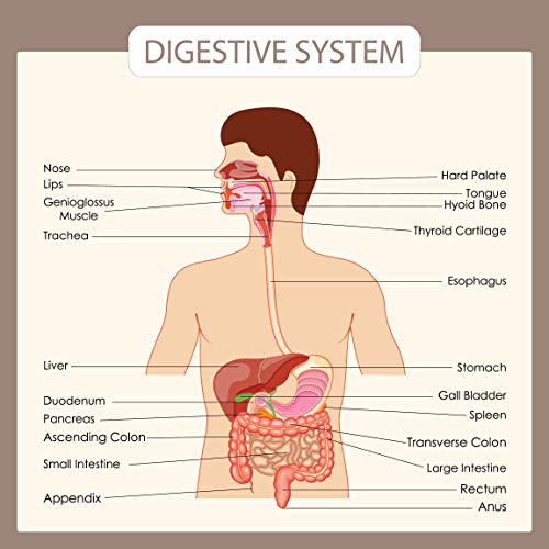 Human Body Systems Educational Posters - Circulatory Skeleton Endocrine Muscular Nervous Digestive Respiratory - Wall Art for Home Office Classroom Decor - DIGESTIVE SYSTEM - 32X32 inches