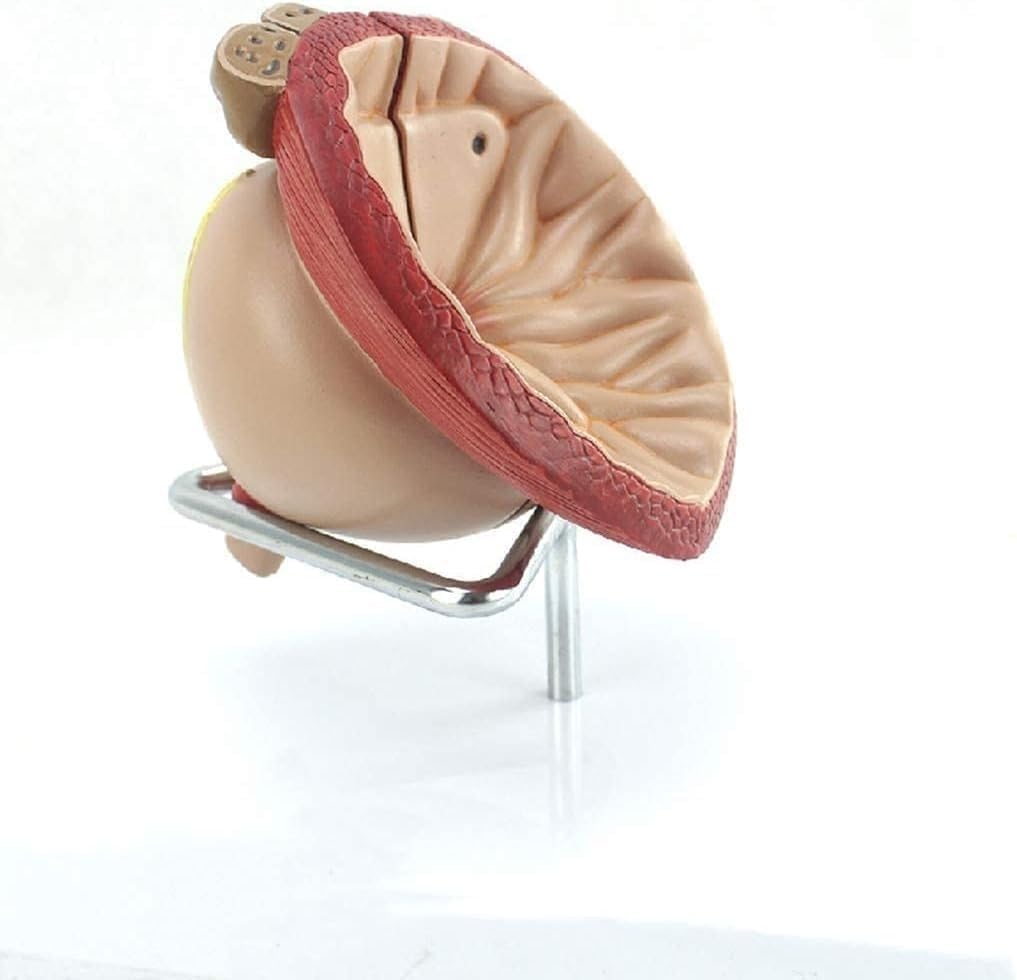 Modelo anatómico de próstata, diseño de 4 partes, aumento 2X para demostraciones de aprendizaje médico y enseñanza