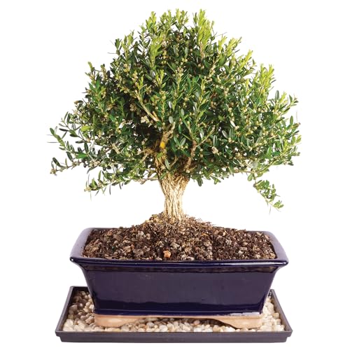 Brussel's Live Harland Boxwood Outdoor Bonsai Tree - 10 Years Old; 10' to 14' Tall with Decorative Container, Humidity Tray & Deco Rock