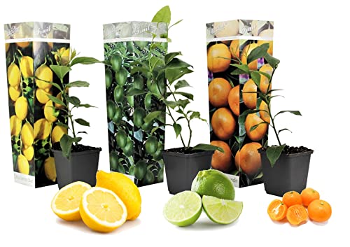 Plant in a Box - Mélange de plantes Citrus - Citronnier/oranger/limetier - Set de 3 - Pot 9cm - Hauteur 25-40cm