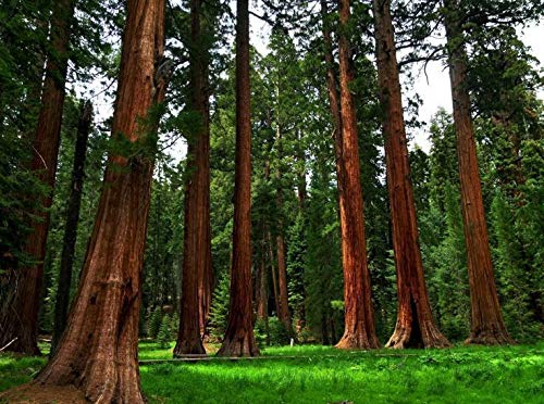100 semillas de la secoya Gigante árbol de la secoya Sequoiadendron Giganteum Bonsai BKseeds