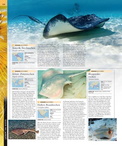 Ozeane: Die große Bildenzyklopädie mit über 2000 Fotografien und Karten: Vorw. v. Fabien Cousteau