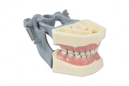 Miniatura 3 de Modelo pediátrico educativo dental con dientes extraíbles