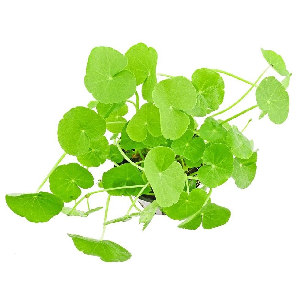 Hydrocotyle leucocephala Pianta Viva per Acquario Crescita Rapida