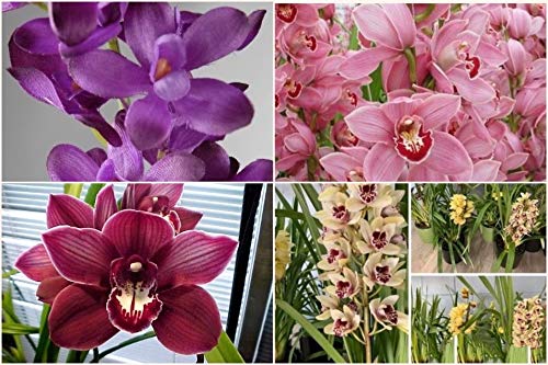Floriculture Greens IMP. Orchid | Orchidacea blooms colourful Fragrant Flower Bulbs Home Indoor Outdoor Flowering Gardening Bulbs Blooming planting (Pack Of 1 The Mutli Cymbidium Orchid) (B08X2HVBVB) Amazon Price History, Amazon Price Tracker