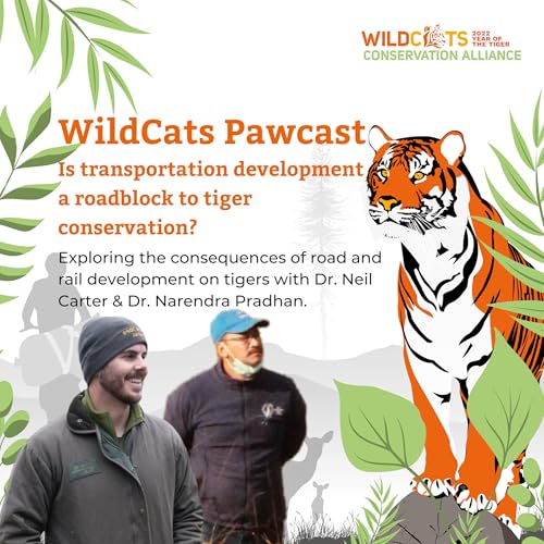 Is transportation development a roadblock to tiger conservation?