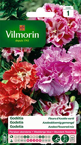 Vilmorin - Godétia Double à Fleurs d'Azalée en mélange- semences pour plantations - Fleurs Basses 40 cm annuelles - pour Un Jardin très Romantique-...