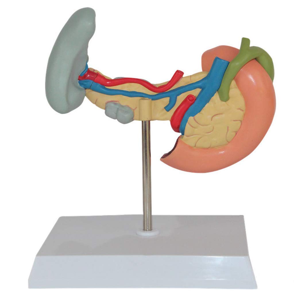 Modello Umano anatomico scientifico - Modello patologico della milza, del Pancreas e del duodeno, Materiale in PVC Modello del fegato Dipartimento digestivo per ausili didattici, Materiale di