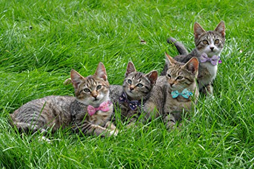 IDOLPET 4PCS Cat Collar Small Floral Cat Collar Safety Quick Release with Bell Cat Collar Adjustable Cat Collar with… - Image 6