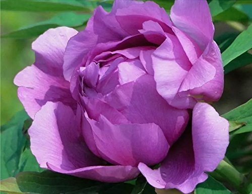 maibuyuk 1 Pack 10pcs Rare purple peony flower Seeds Garden Plants Seeds Flower Seed