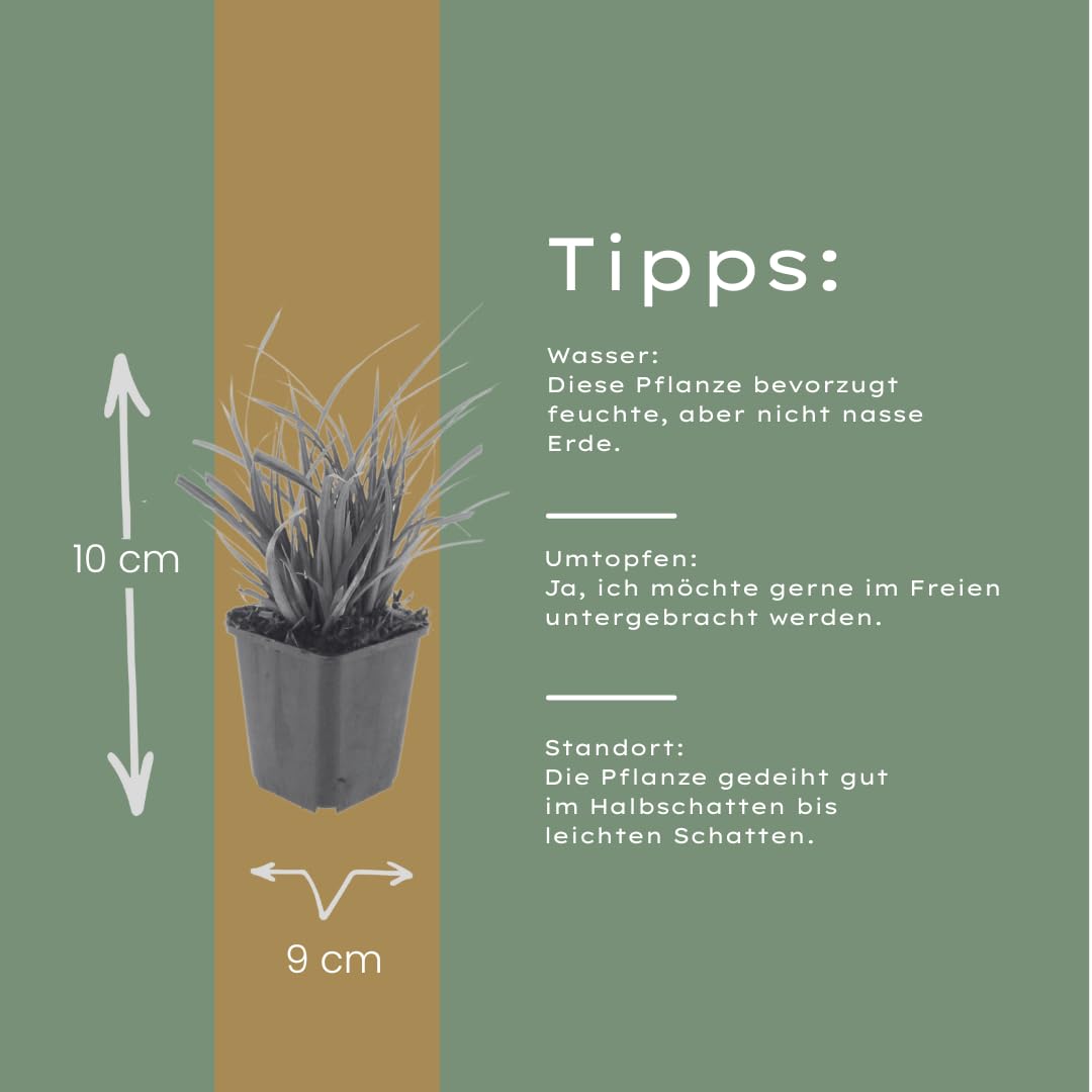 Carex morrowii | 48 sztuk - 10-25cm - Ø9cm - Roślina ogrodowa
