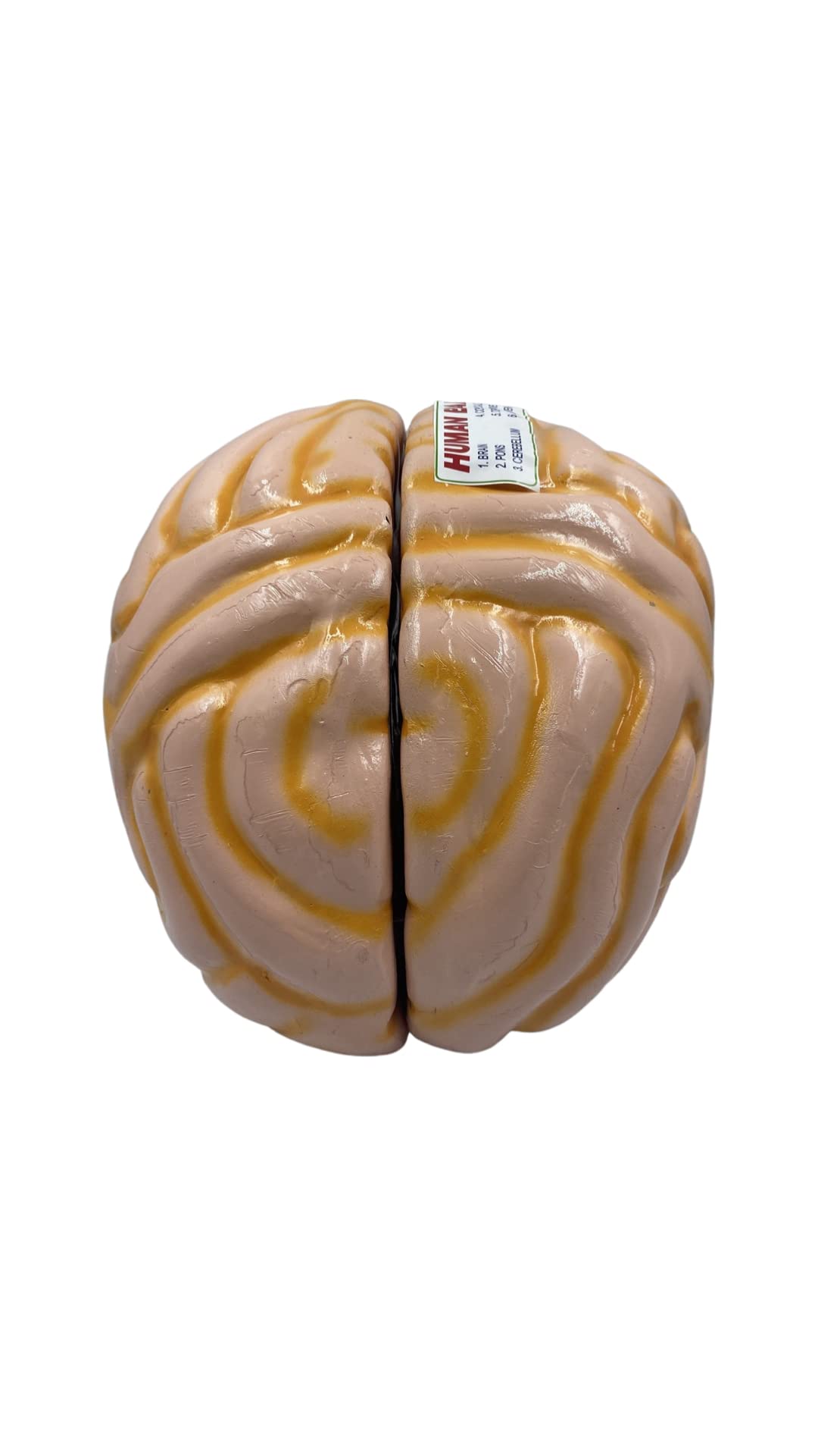 Buy LexBax Human Brain Model Anatomy ColorCoded Life Size for Science