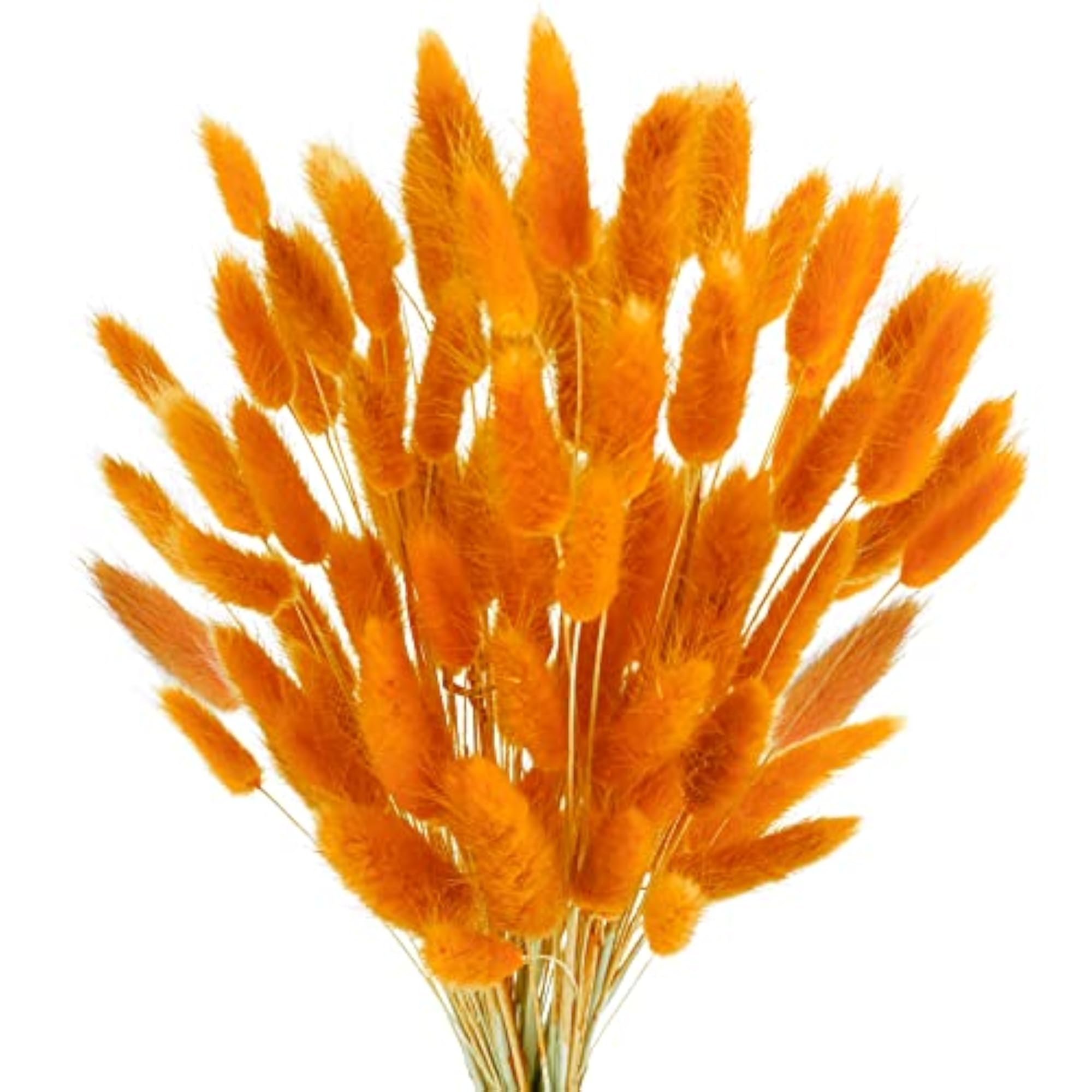 Dried Bunny Tails, 100 Pieces for Floral Arrangements