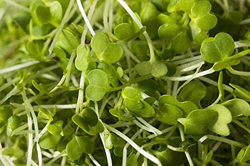 Strongus Broccoli Sprouting Seeds - Non-GMO, Natural, Natural Seed Sprouter - Sustainable for Year-Round Microgreen Garden Planting & Growing, Indoors or Outdoors - Grown in The USA -1/2 LB Pack - Thumbnail 7